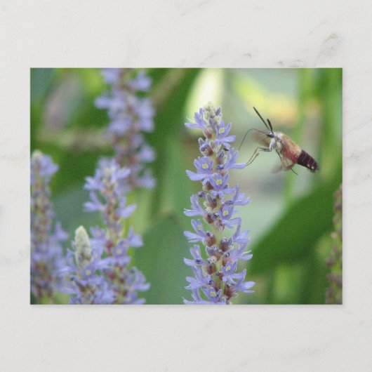 Het Briefkaart van Pickerel en van de Mot (Voorkant)