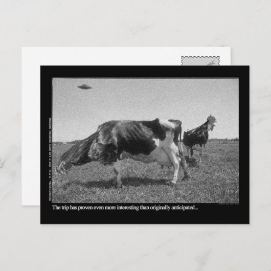 Het Briefkaart van Roostercows (Voorkant / Achterkant)