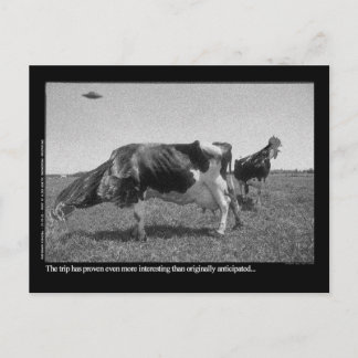 Het Briefkaart van Roostercows