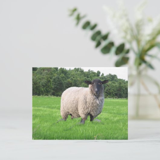 Het Briefkaart van Sheal (Staand voorkant)