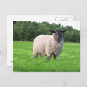 Het Briefkaart van Sheal (Voorkant / Achterkant)