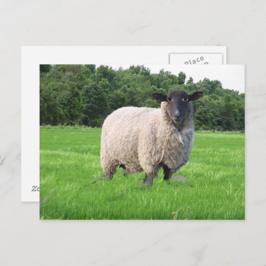 Het Briefkaart van Sheal (Voorkant / Achterkant)