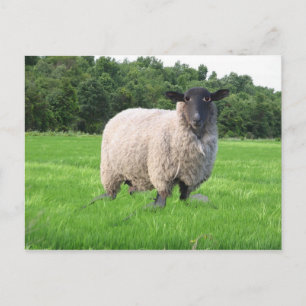 Het Briefkaart van Sheal