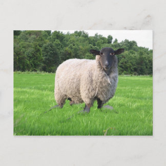 Het Briefkaart van Sheal