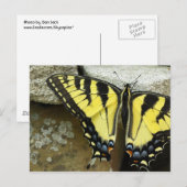 Het Briefkaart van Swallowtail van de tijger (Voorkant / Achterkant)