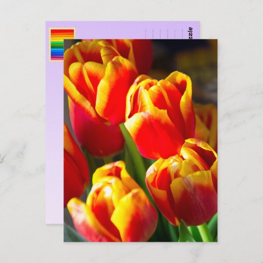 Het briefkaart van tulpen (Voorkant / Achterkant)