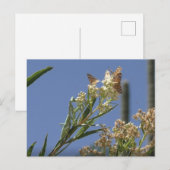 Het brouwen van antis briefkaart (Voorkant / Achterkant)