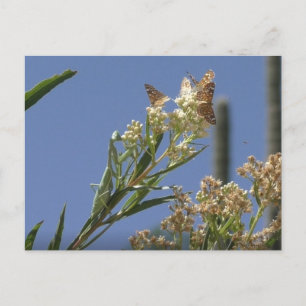 Het brouwen van antis briefkaart