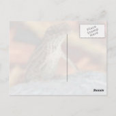 Het bruine Briefkaart Anole (van de Hagedis) (Achterkant)