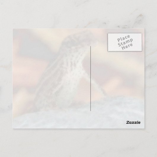 Het bruine Briefkaart Anole (van de Hagedis) (Achterkant)