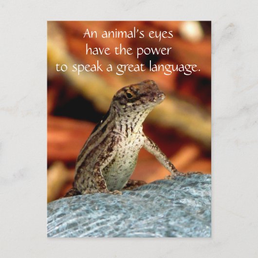 Het bruine Briefkaart Anole (van de Hagedis) (Voorkant)