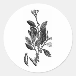 Het cacao Plant (rauwe chocolade) Ronde Sticker