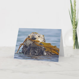Het Californische Zee Otter is gehuld in Bull Kelp Kaart