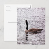 Het Canada Goose Briefkaart (Voorkant / Achterkant)
