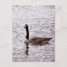Het Canada Goose Briefkaart