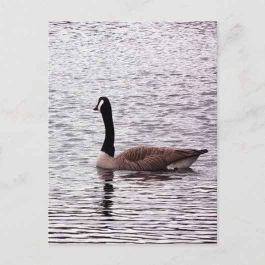 Het Canada Goose Briefkaart (Voorkant)