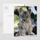 Het Canadese Katje van de Lynx Briefkaart (Voorkant / Achterkant)