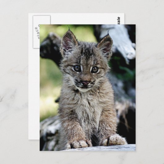 Het Canadese Katje van de Lynx Briefkaart (Voorkant / Achterkant)