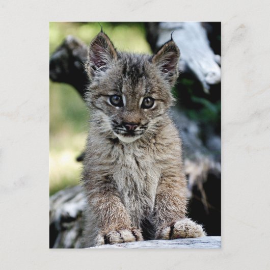 Het Canadese Katje van de Lynx Briefkaart (Voorkant)