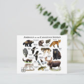 "Het Canadese schild" Briefkaart (Staand voorkant)