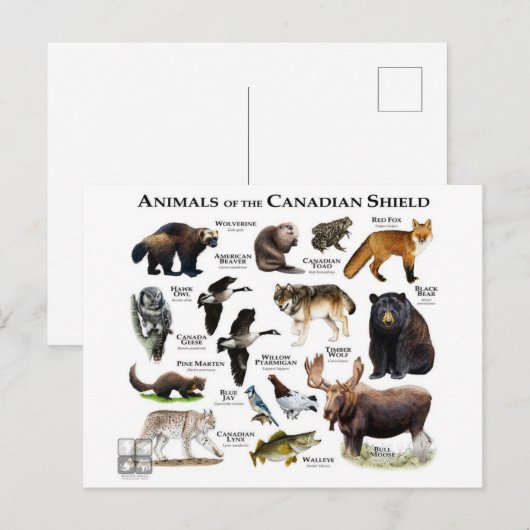 "Het Canadese schild" Briefkaart (Voorkant / Achterkant)