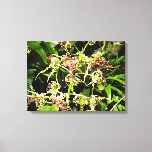 Het Canvas van orchideeën Afdruk (Voorkant)