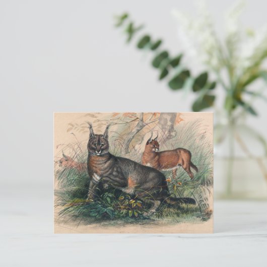 Het Caracal van Joseph Wolf Briefkaart (Staand voorkant)
