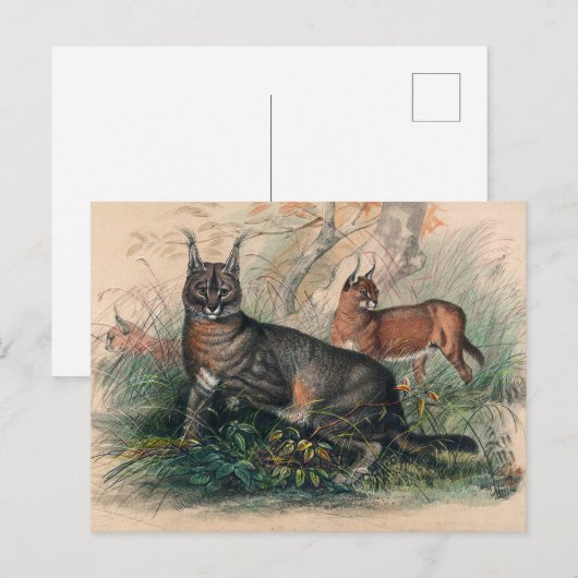 Het Caracal van Joseph Wolf Briefkaart (Voorkant / Achterkant)