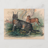 Het Caracal van Joseph Wolf Briefkaart (Voorkant)