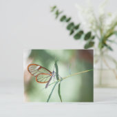 Het charmen van Duidelijke Botervlieg Briefkaart (Staand voorkant)