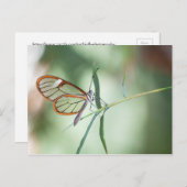 Het charmen van Duidelijke Botervlieg Briefkaart (Voorkant / Achterkant)