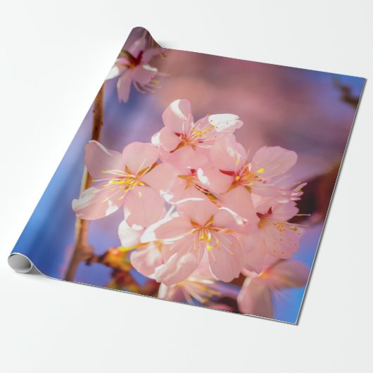 Het charmeren van de Sakura-bloemen in het voorjaa Cadeaupapier (Uitgerold)
