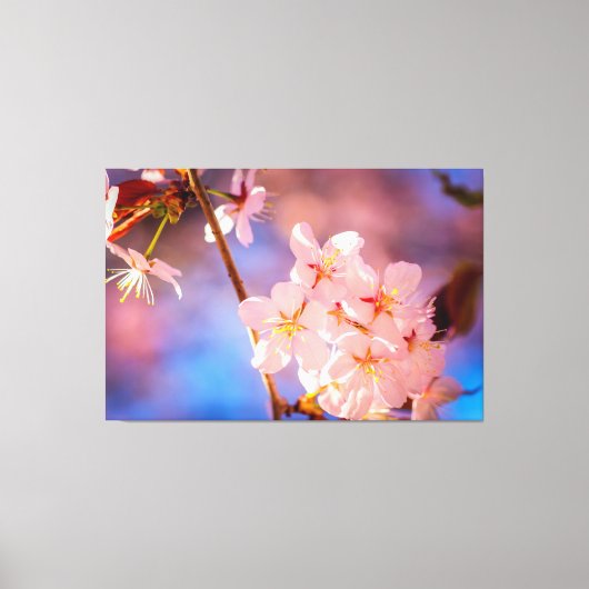 Het charmeren van de Sakura-bloemen in het voorjaa Canvas Afdruk (Voorkant)
