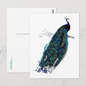 Het Collectie Peacock Briefkaart (Voorkant / Achterkant)