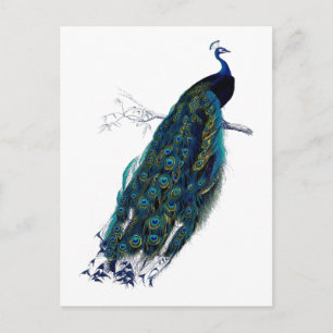 Het Collectie Peacock Briefkaart