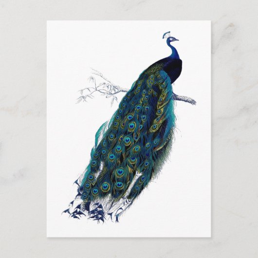 Het Collectie Peacock Briefkaart (Voorkant)