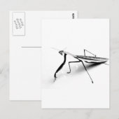 Het Collectie van bidsprinkhanen Briefkaart (Voorkant / Achterkant)