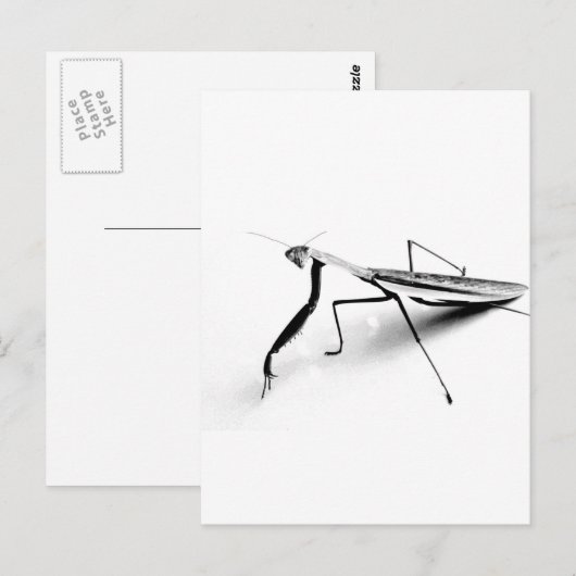 Het Collectie van bidsprinkhanen Briefkaart (Voorkant / Achterkant)