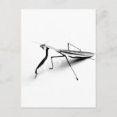 Het Collectie van bidsprinkhanen Briefkaart (Voorkant)