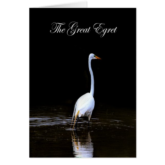 Het COLLECTIE van de Grote Egret - WETLANDS - Blan (Voorkant)