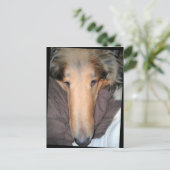 Het Collie NOSE briefkaart (Staand voorkant)
