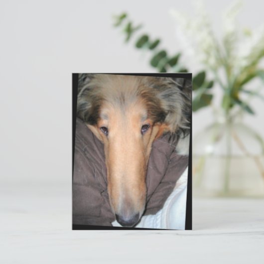 Het Collie NOSE briefkaart (Staand voorkant)