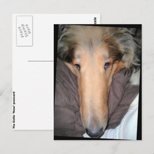 Het Collie NOSE briefkaart (Voorkant / Achterkant)