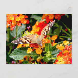 Het Congres van de Dame (Vanessa cardui) Briefkaart