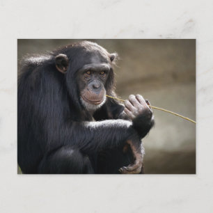 Het denken over het Monkeying rond Briefkaart