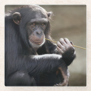 Het denken over het Monkeying rond Glazen Onderzetter