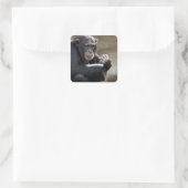 Het denken over het Monkeying rond Vierkante Sticker (Tas)