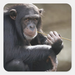 Het denken over het Monkeying rond Vierkante Sticker