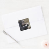 Het denken over het Monkeying rond Vierkante Sticker (Envelop)