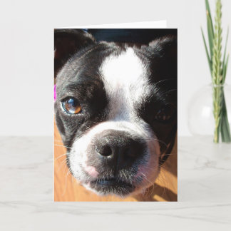 Het DENKEN van Boston Terrier AAN U wenskaart Kaart